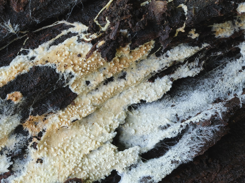 Cristinia eichleri